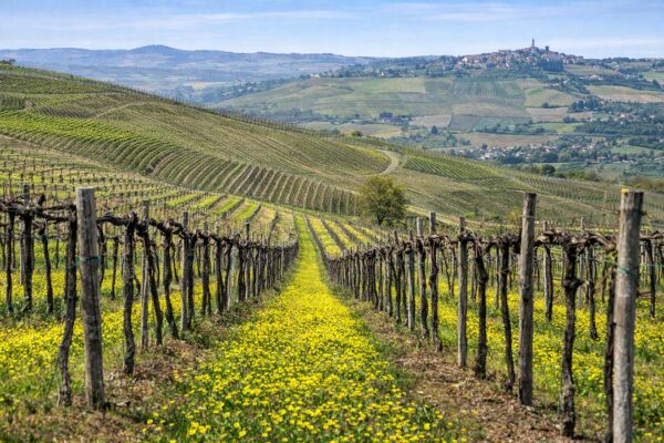 I-vini-nell'oltrepo-Pavese-4 I-vini-nell'oltrepo-Pavese-4